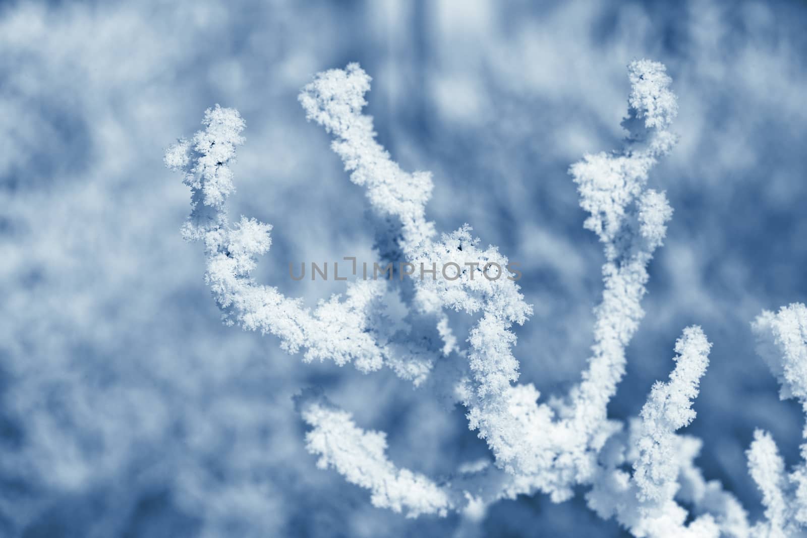 Tree branch covered with frost on a sunny winter day