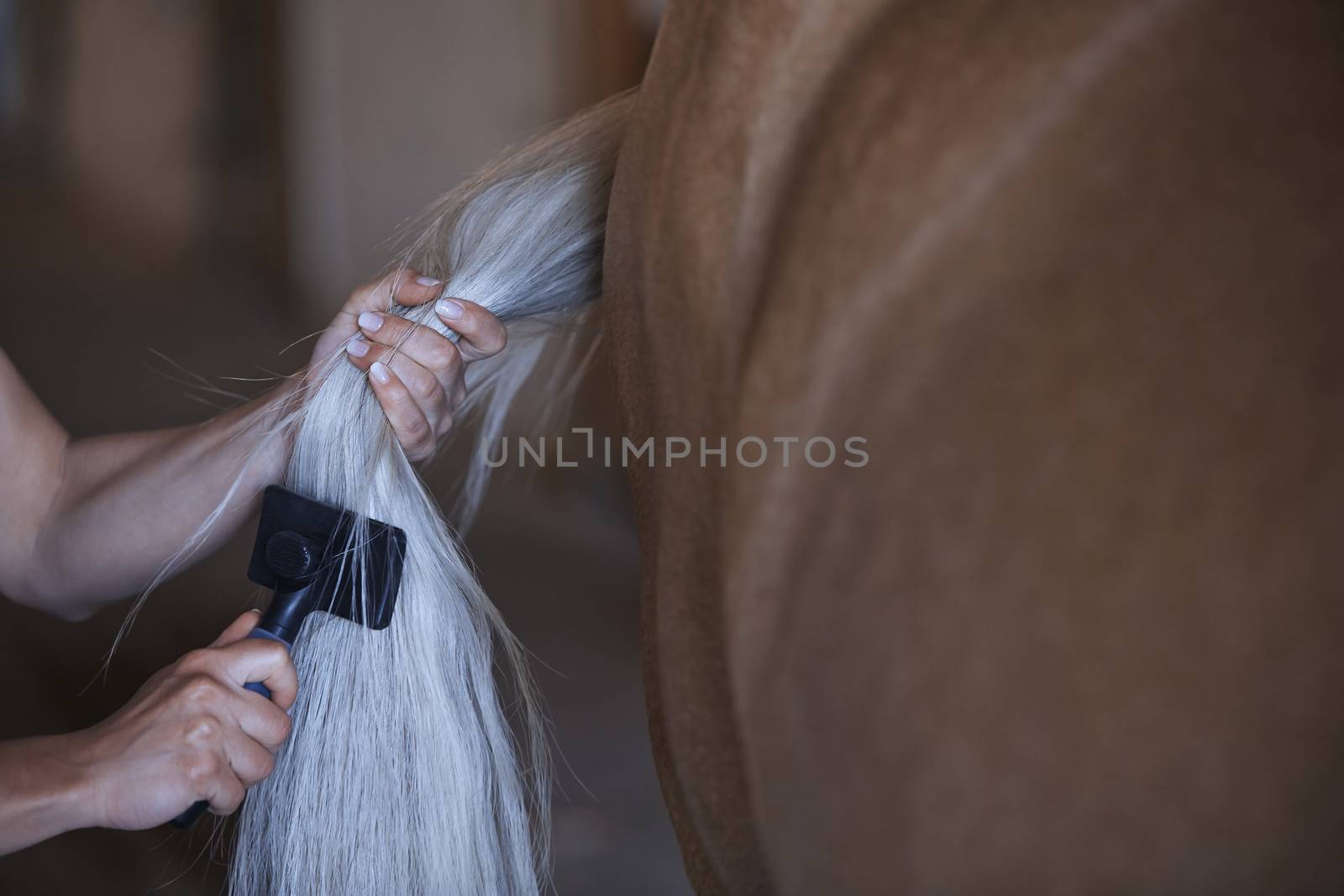 Woman combing tail of horse by Novic