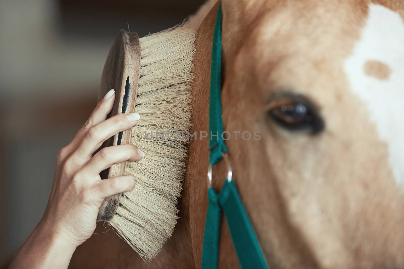 Woman grooming horse in stable by Novic