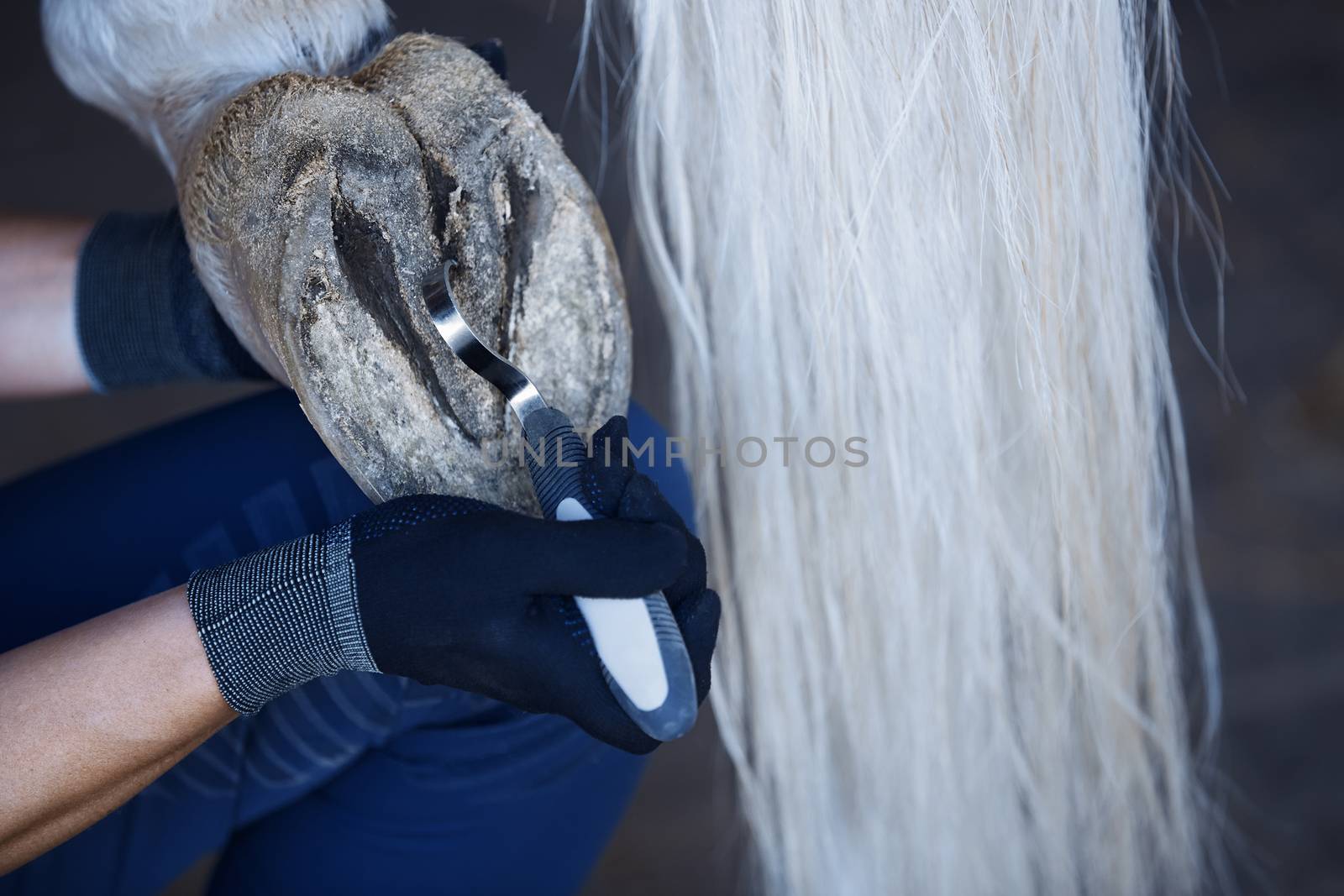 Man cleaning horse hoof by Novic