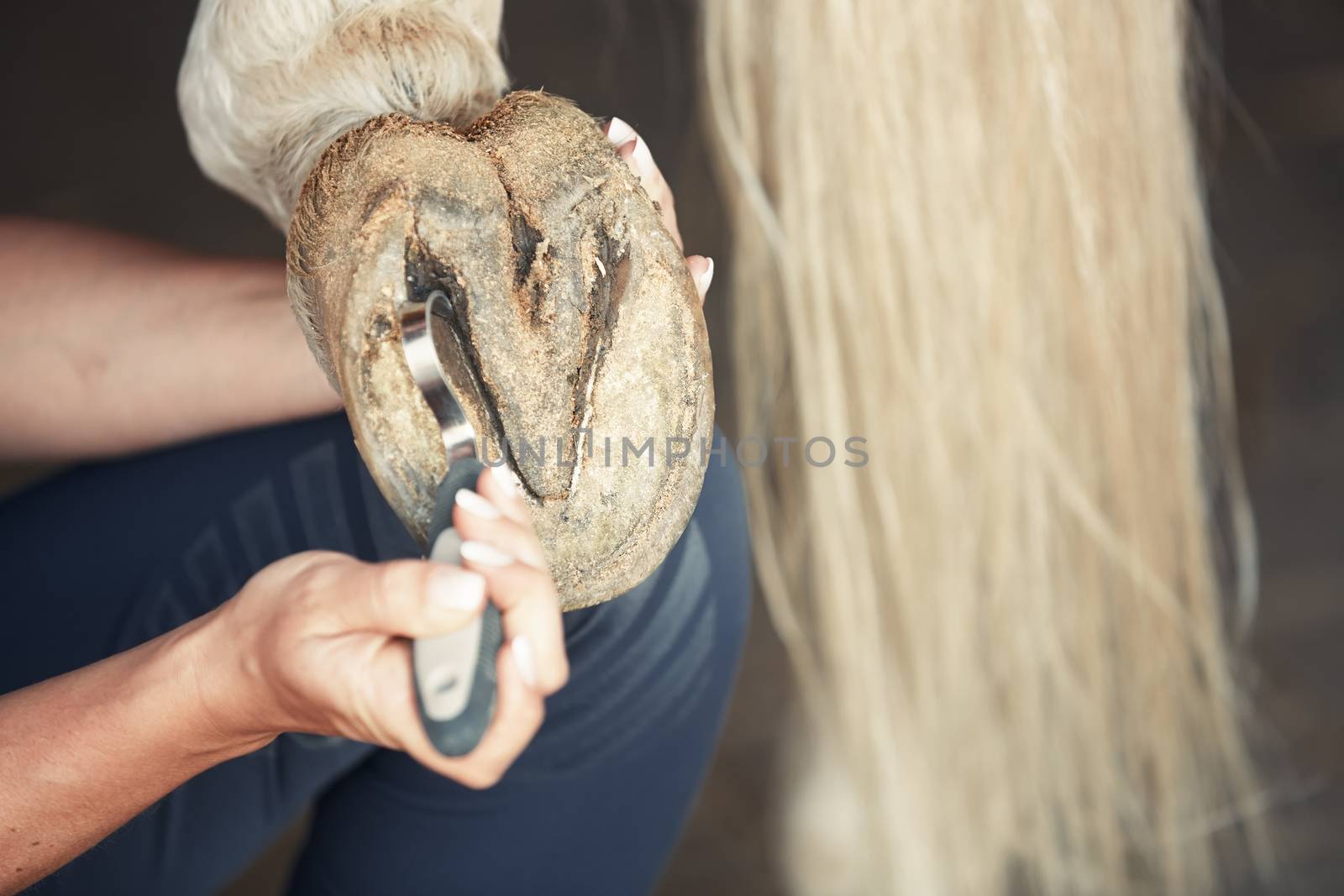 Man cleaning horse hoof