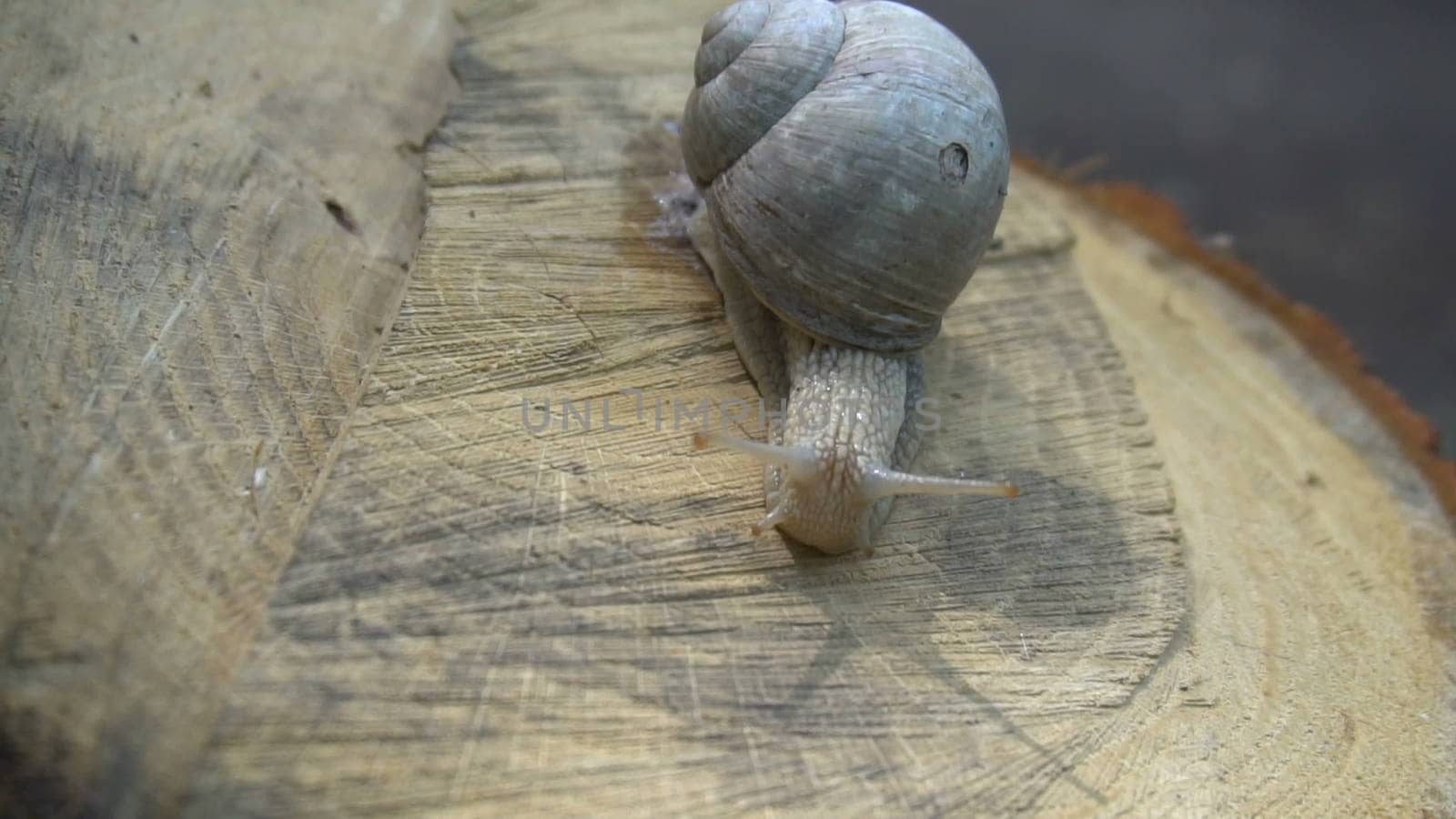 High quality video of snail on the tree stump in 4K.