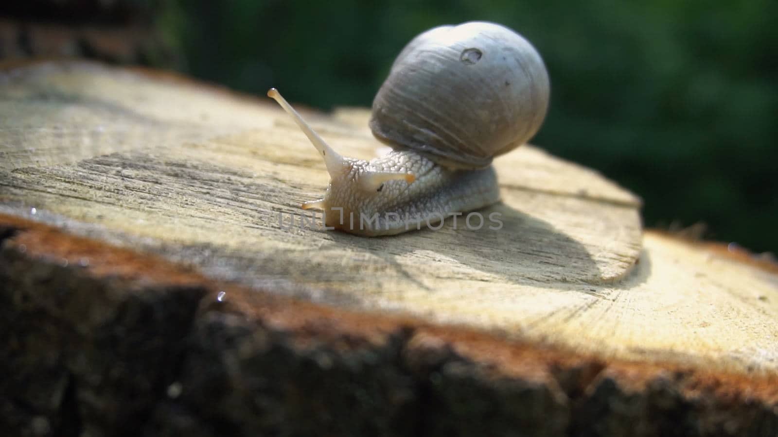 High quality video of snail on the tree stump in 4K.