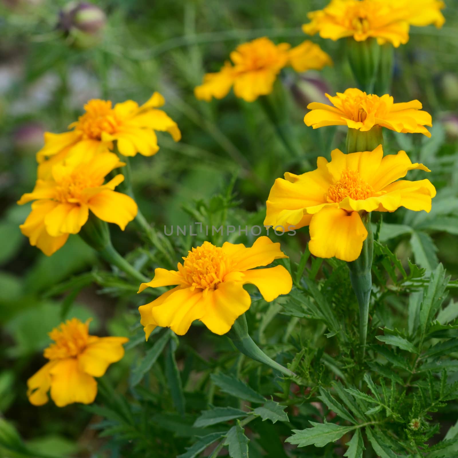 Group of yellow marigold flowers with lush green foliage