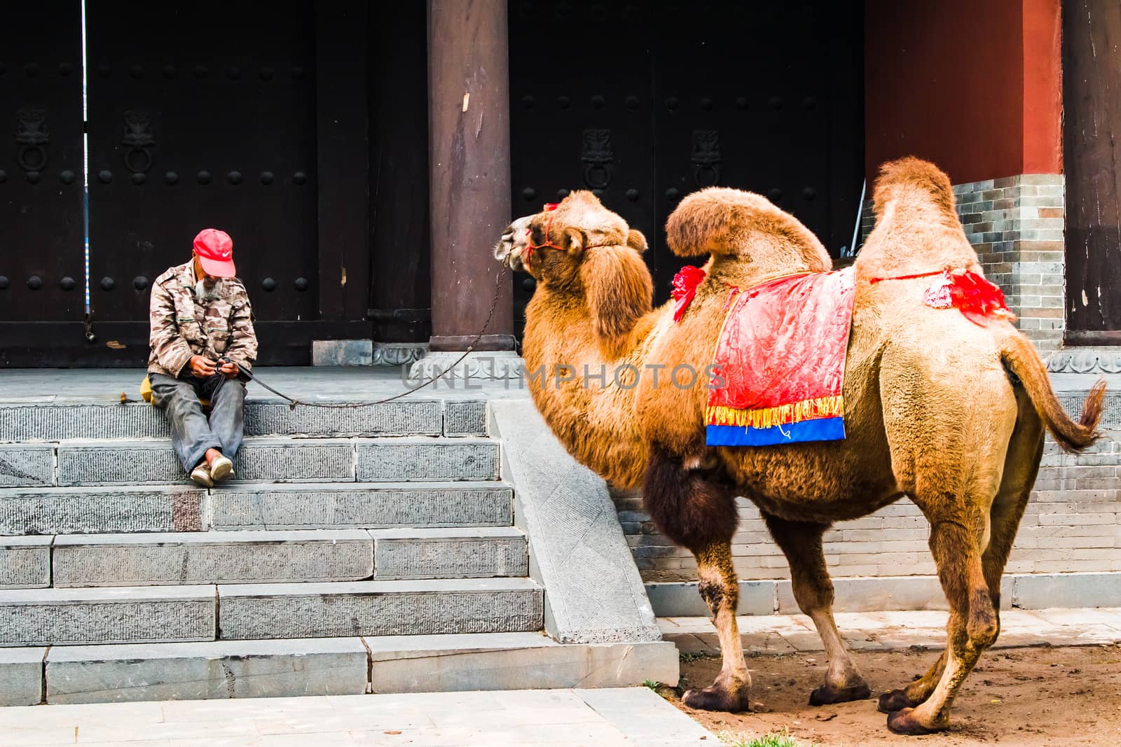 An old man with a camel waiting for customers who want to ride the camel.