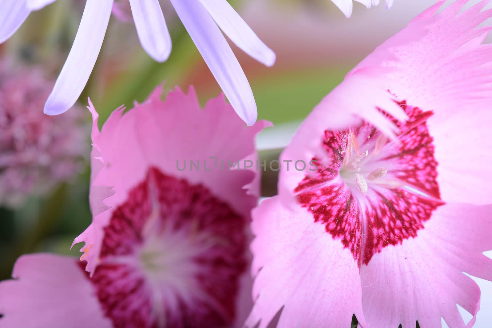 Beautiful pink flowers and green leaves close up