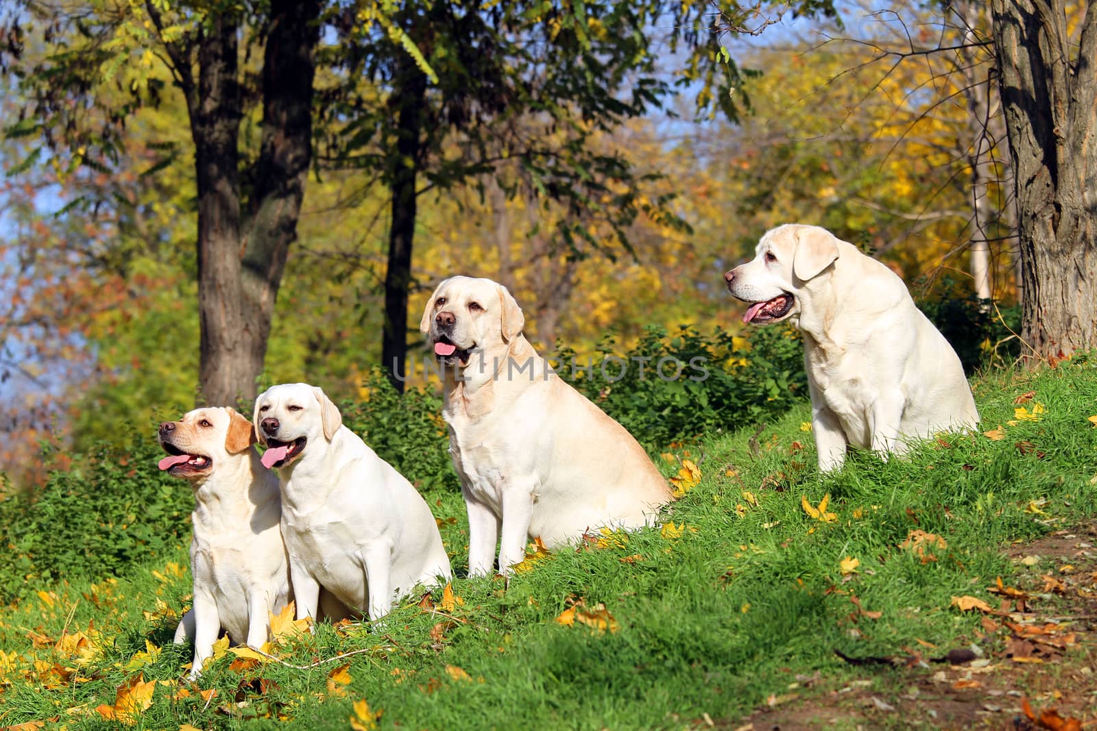 four nice yellow labrador in the park in autumn