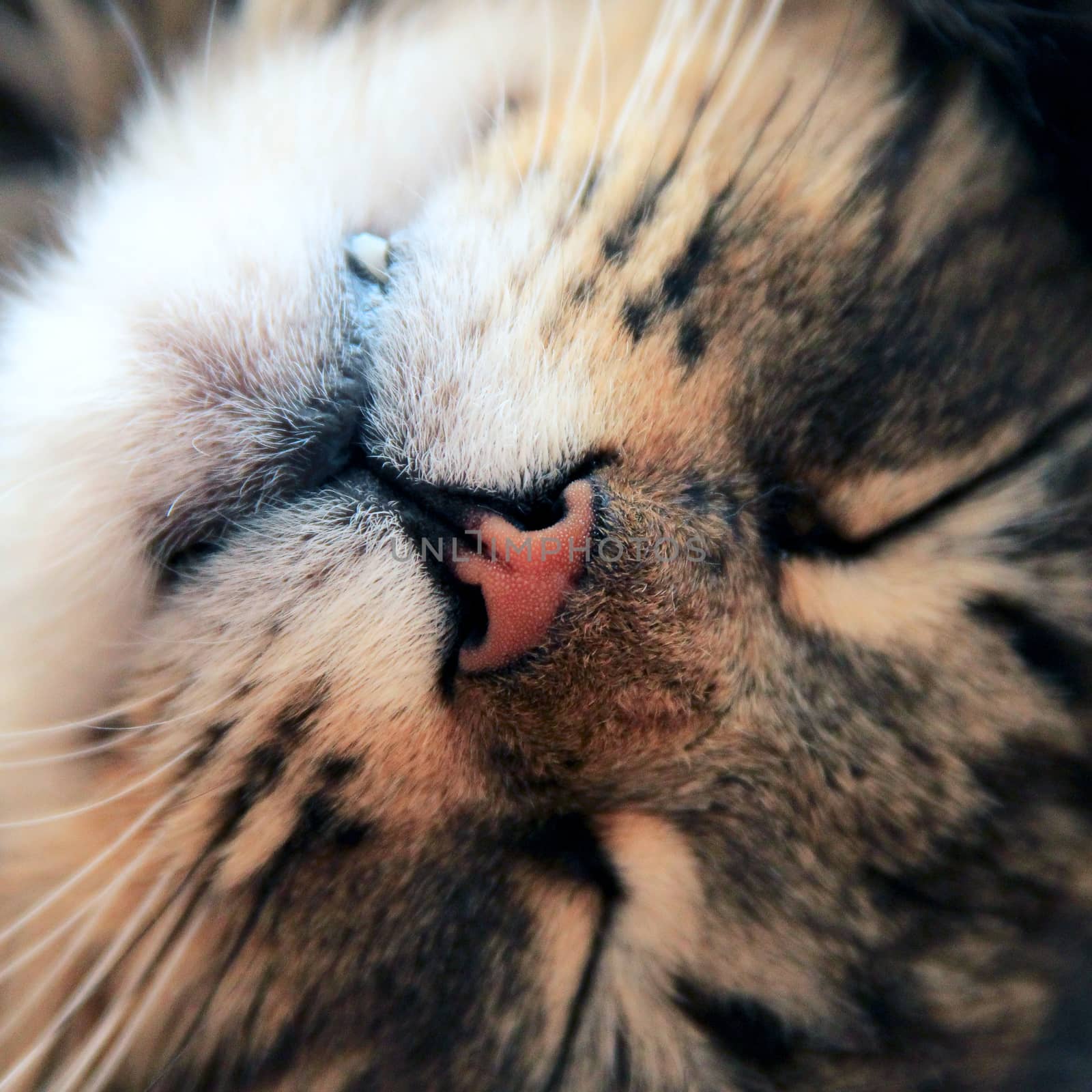 sleeping striped cat or kitten indoors. photo