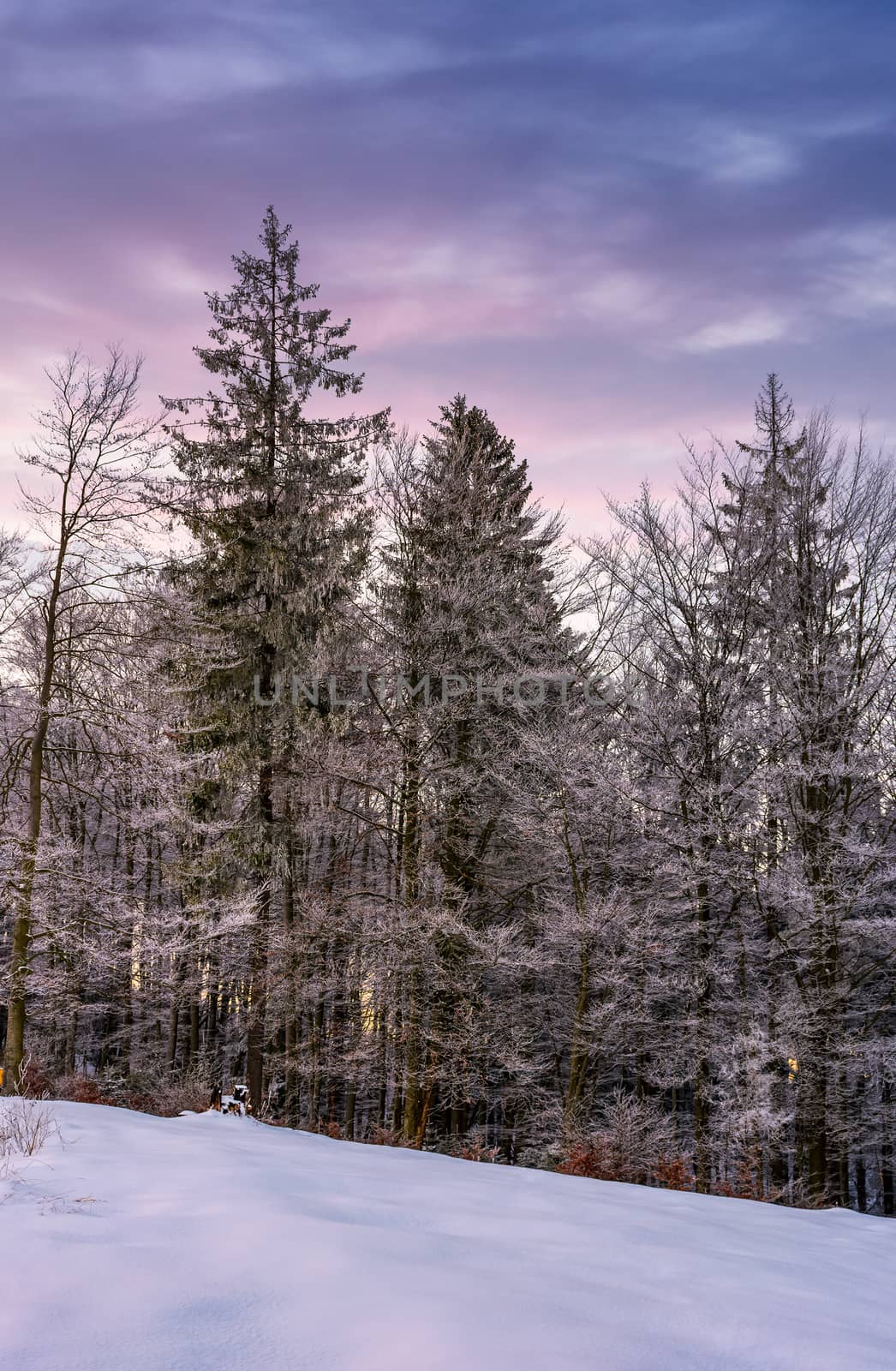 forest in hoarfrost on snowy hillside at dawn by Pellinni
