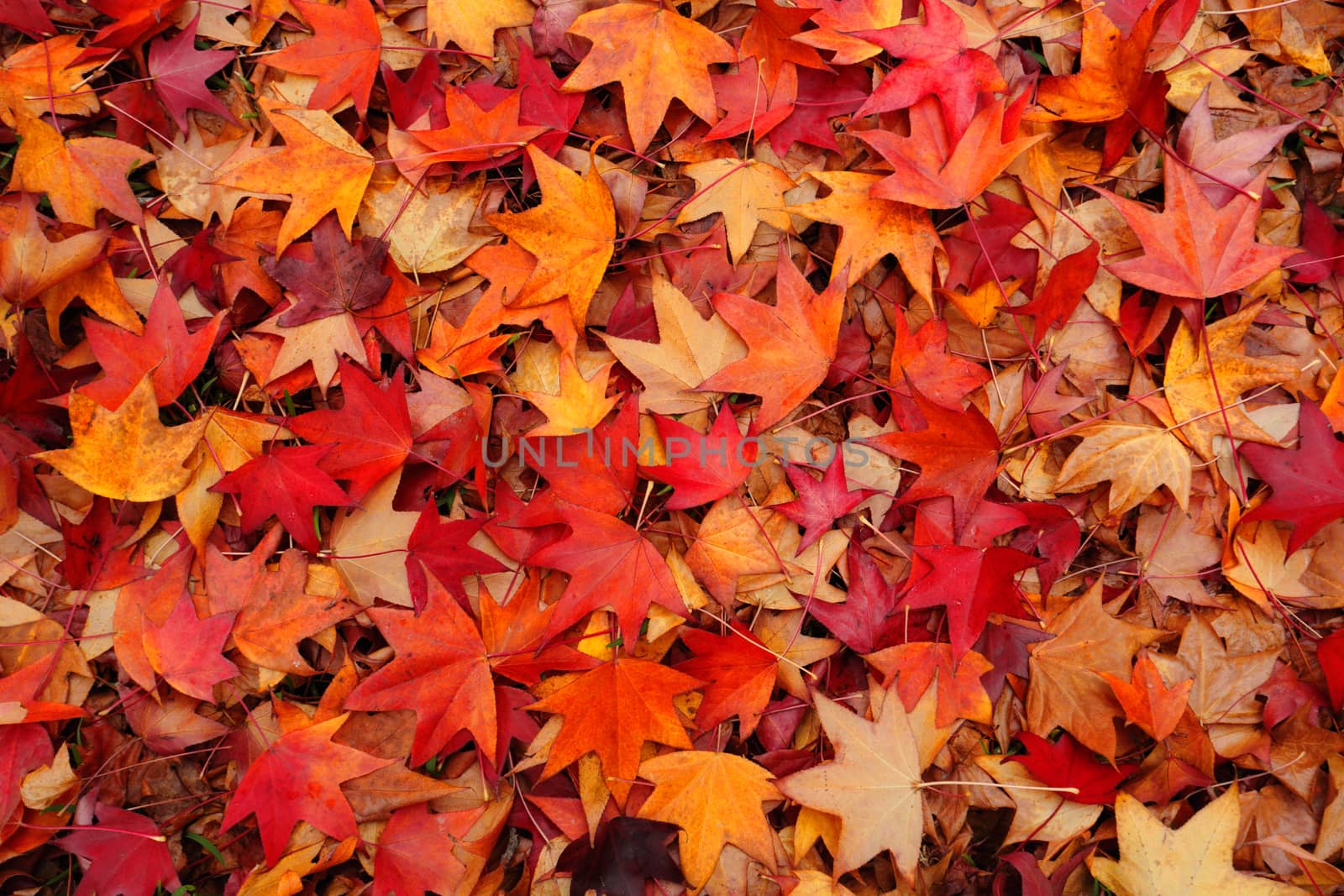 Myriad of rustic leaves in autumn colours, red, orange, amber, brown