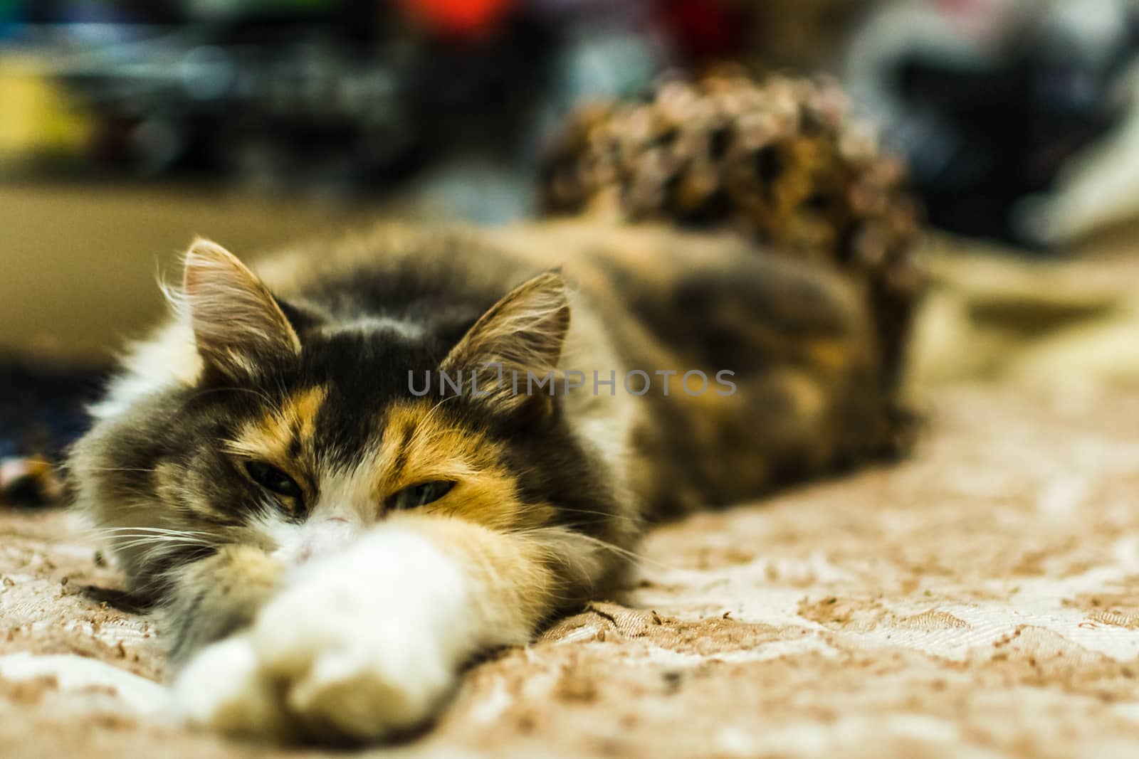 lazy cat on the bed by darksoul72