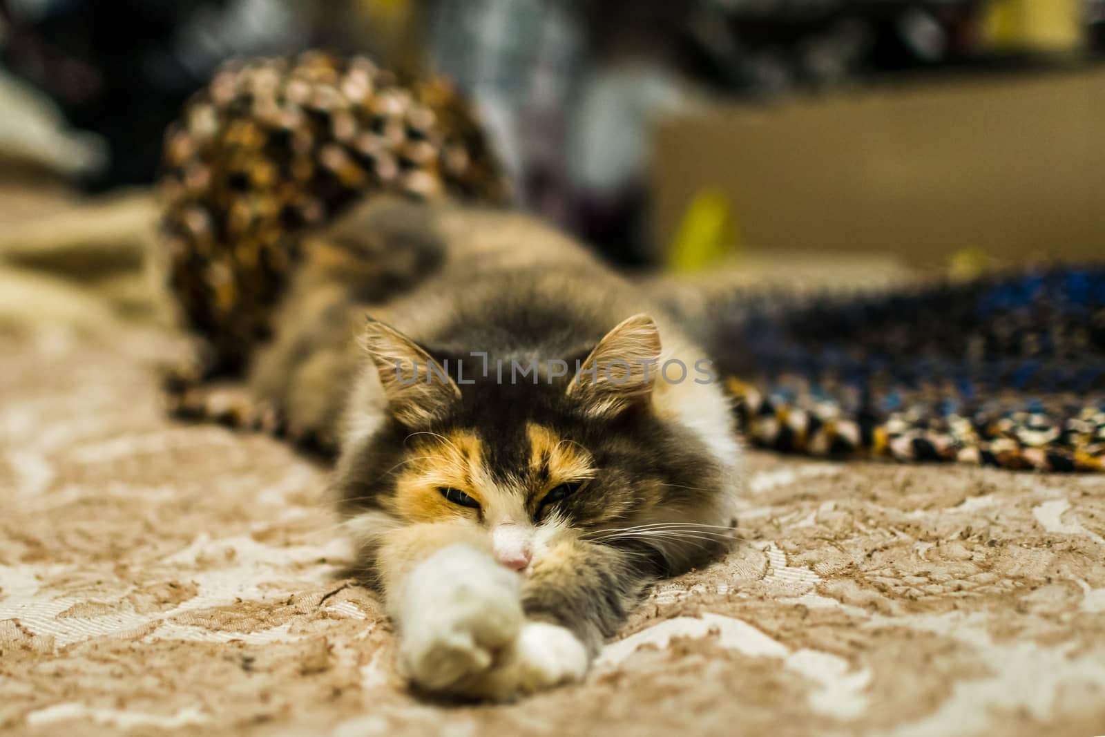 lazy cat on the bed a ball for knitting, home coziness