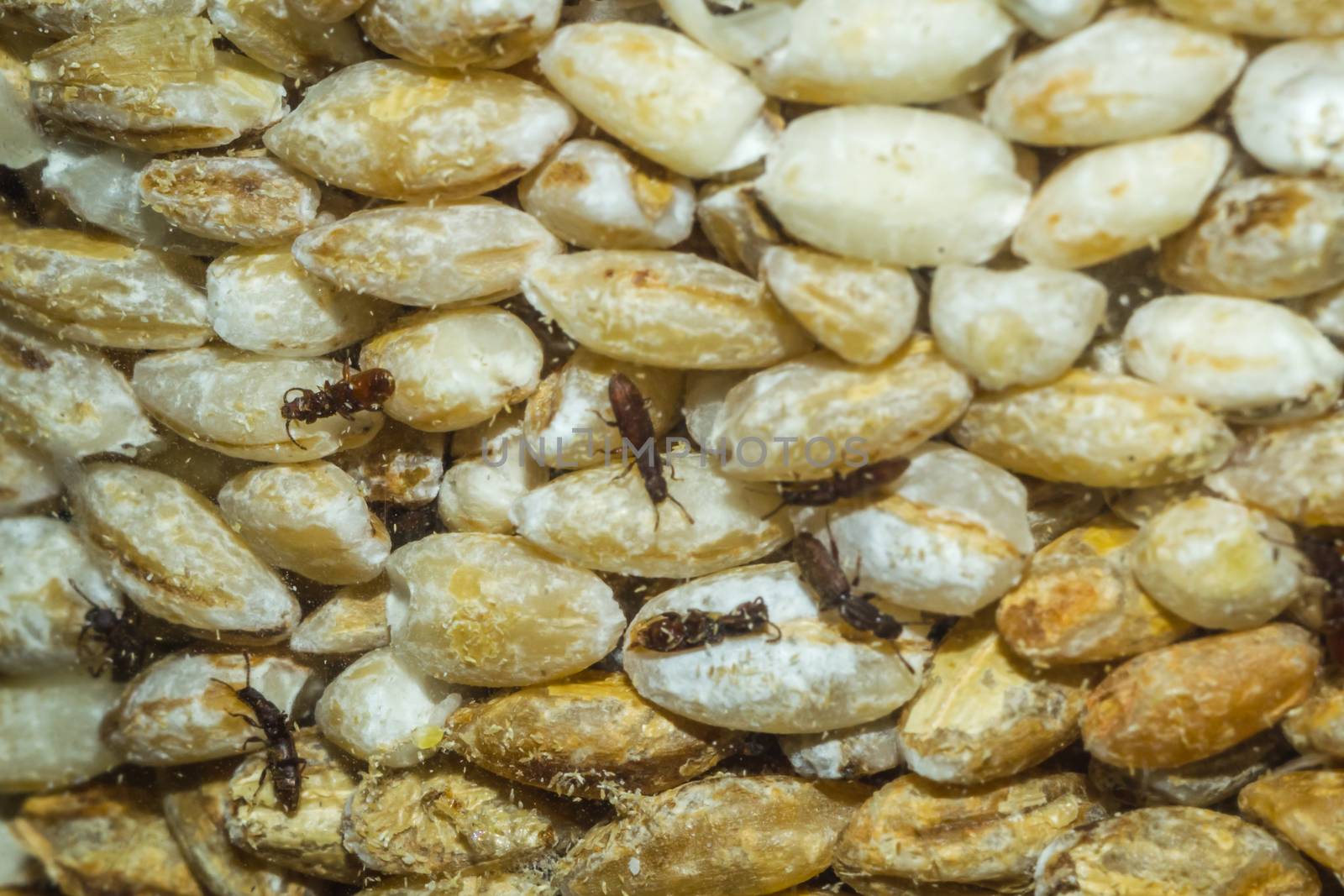 home insects in food in the rump bugs macro photo