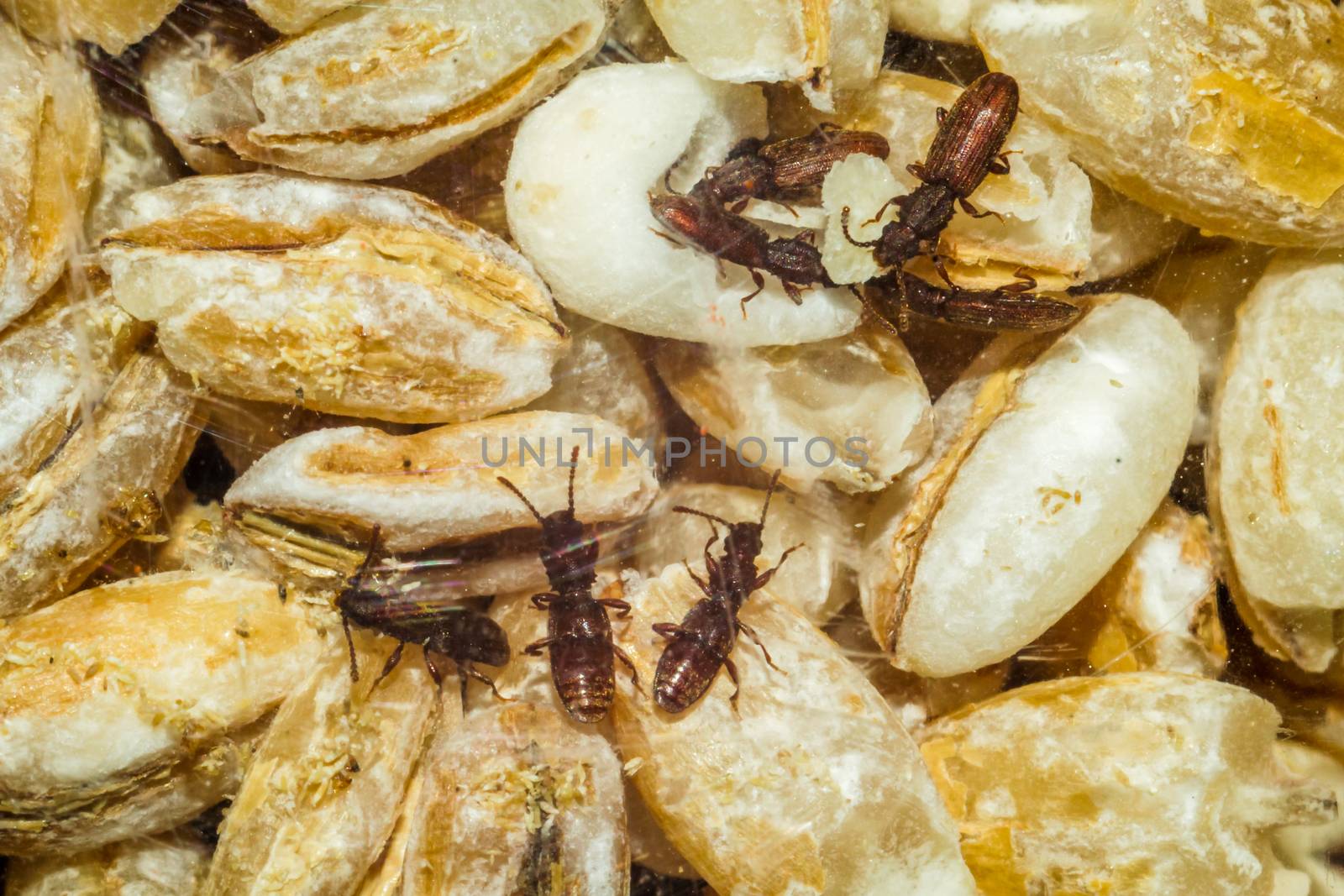 beetles crawl on the rump by darksoul72