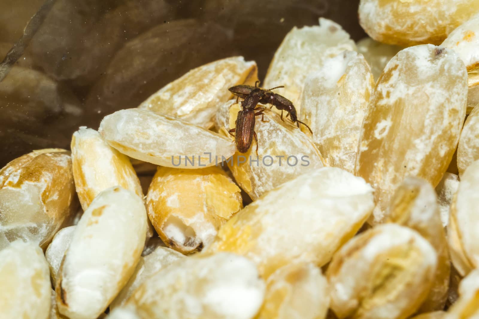 bugs in cereal insects crawling on the cereal