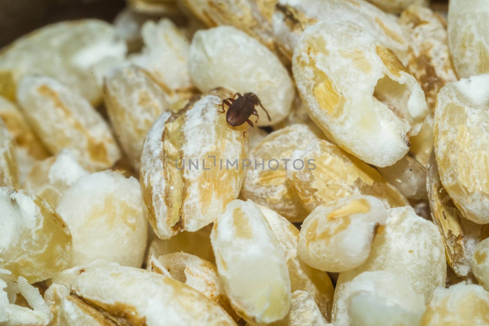 home insects in food in the rump bugs macro photo