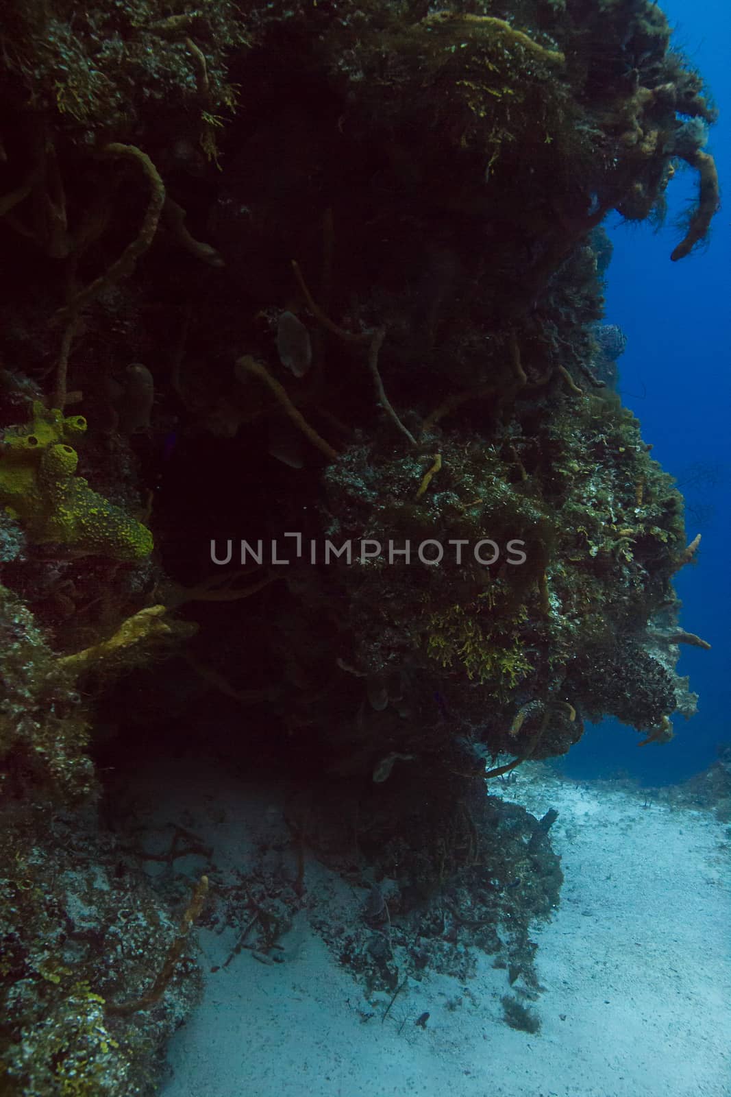 dark under water reef at over 80ft