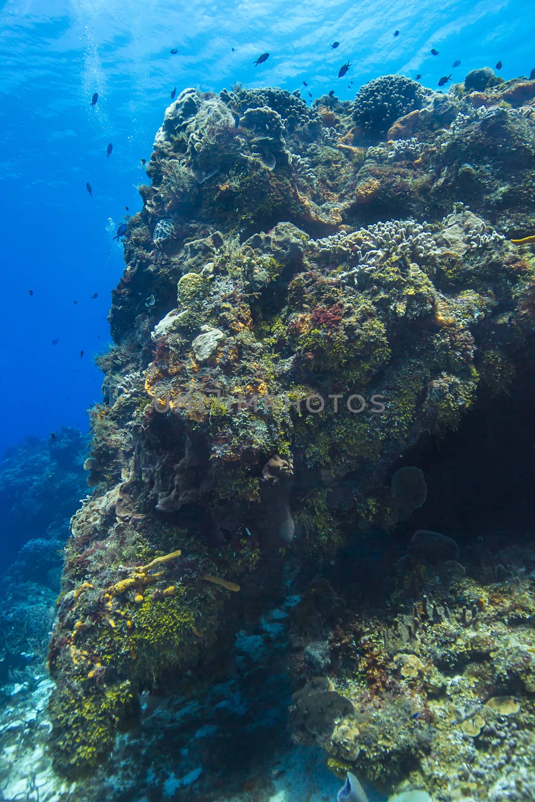 Cozumel coral reef by mypstudio