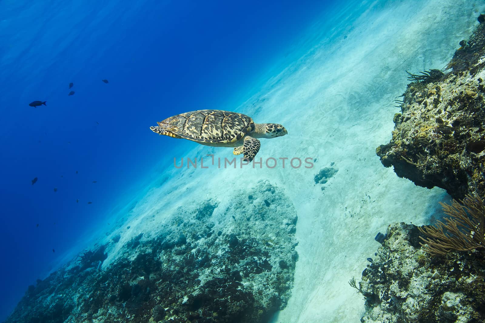 Sea turtle diving toward a coral reef