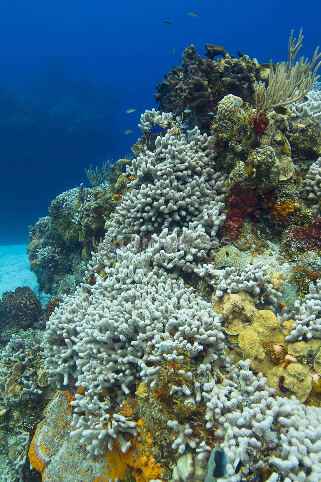 Bleached coral reef with small fish swimming around