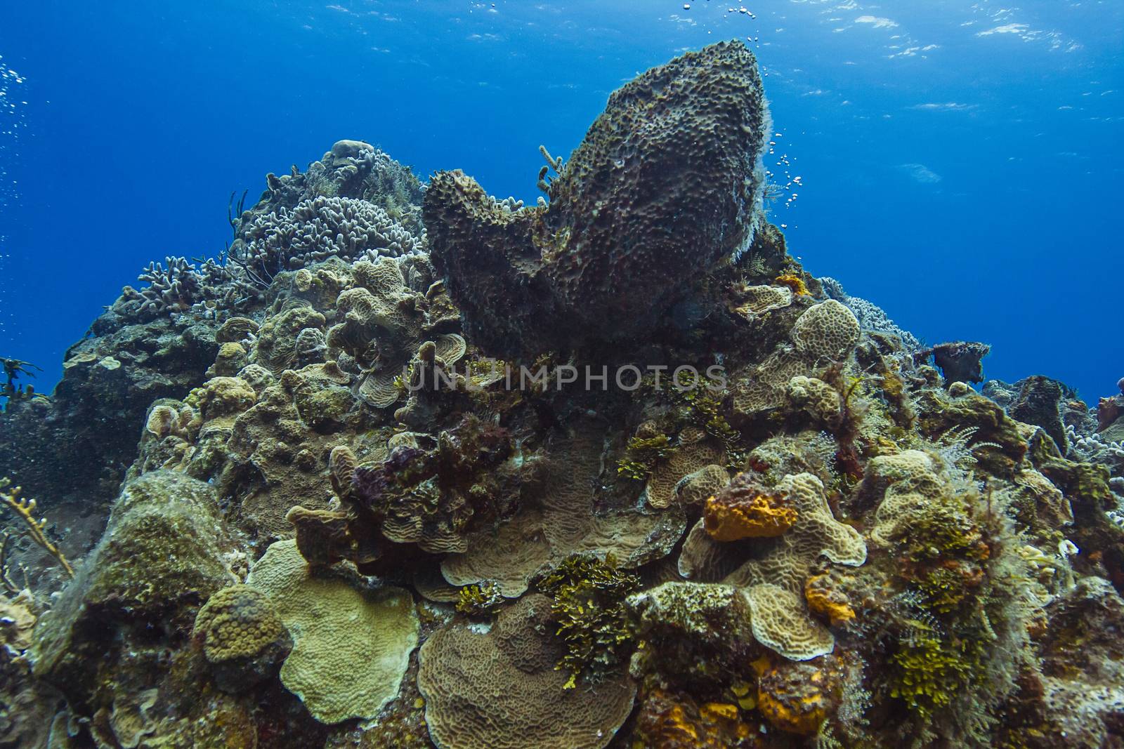 Giant sponge reef by mypstudio