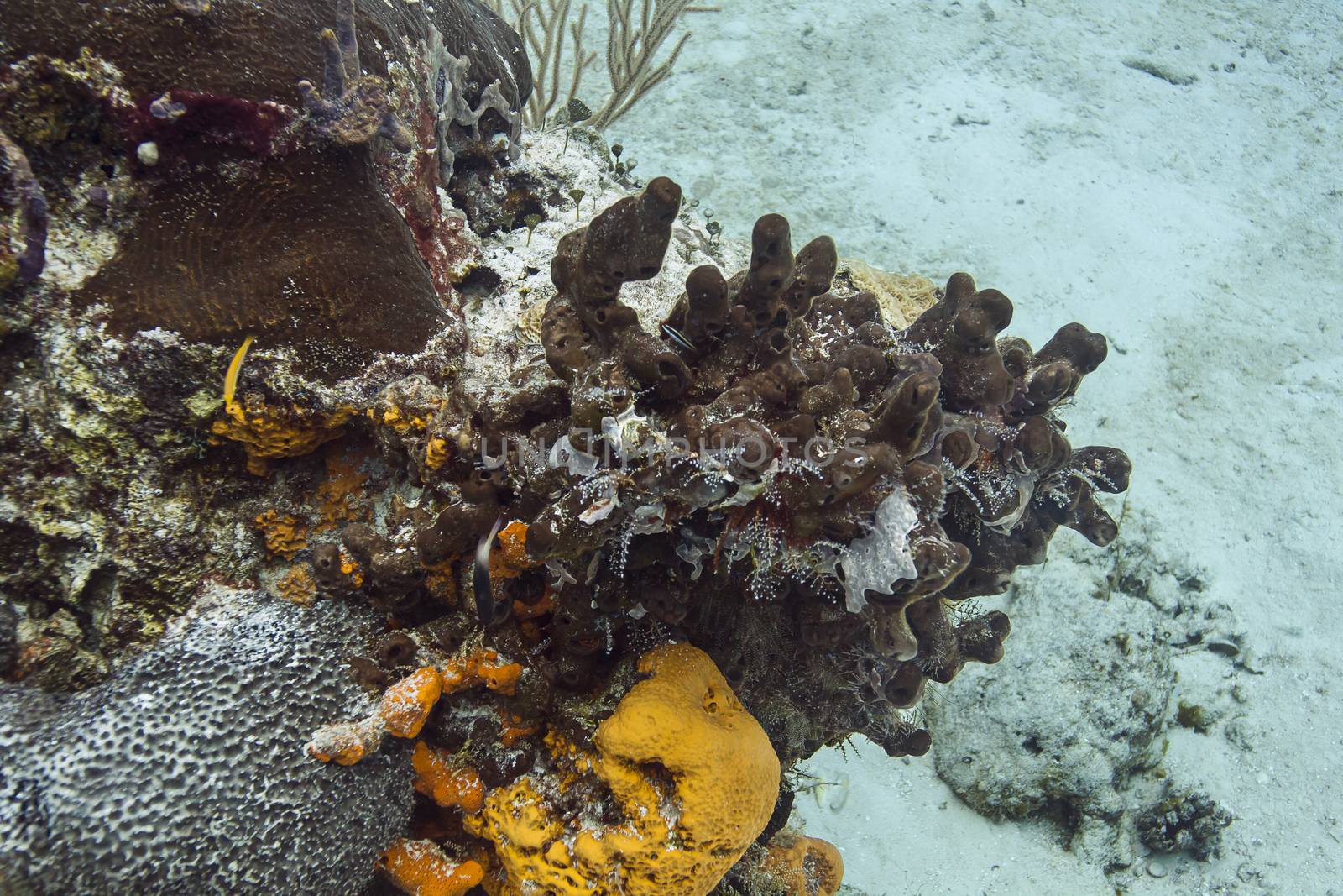 Brown and orange sea sponge and small reef fish