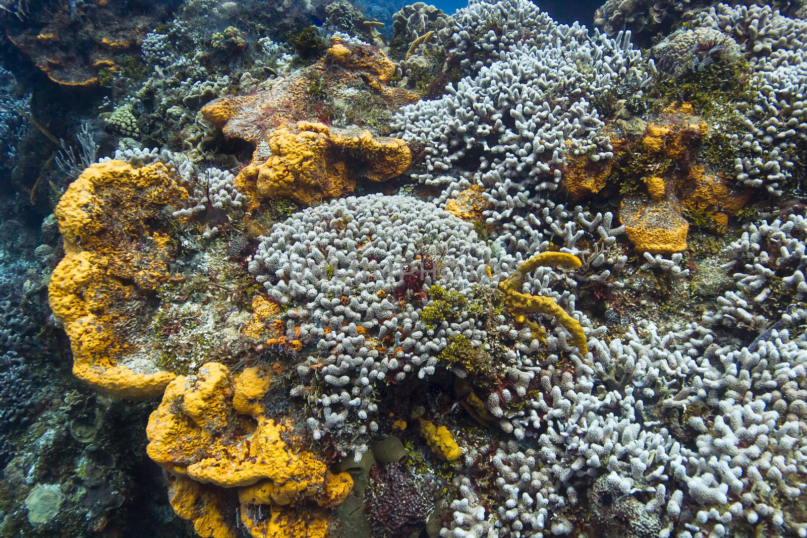 large reef of bleached coral among orange sponge