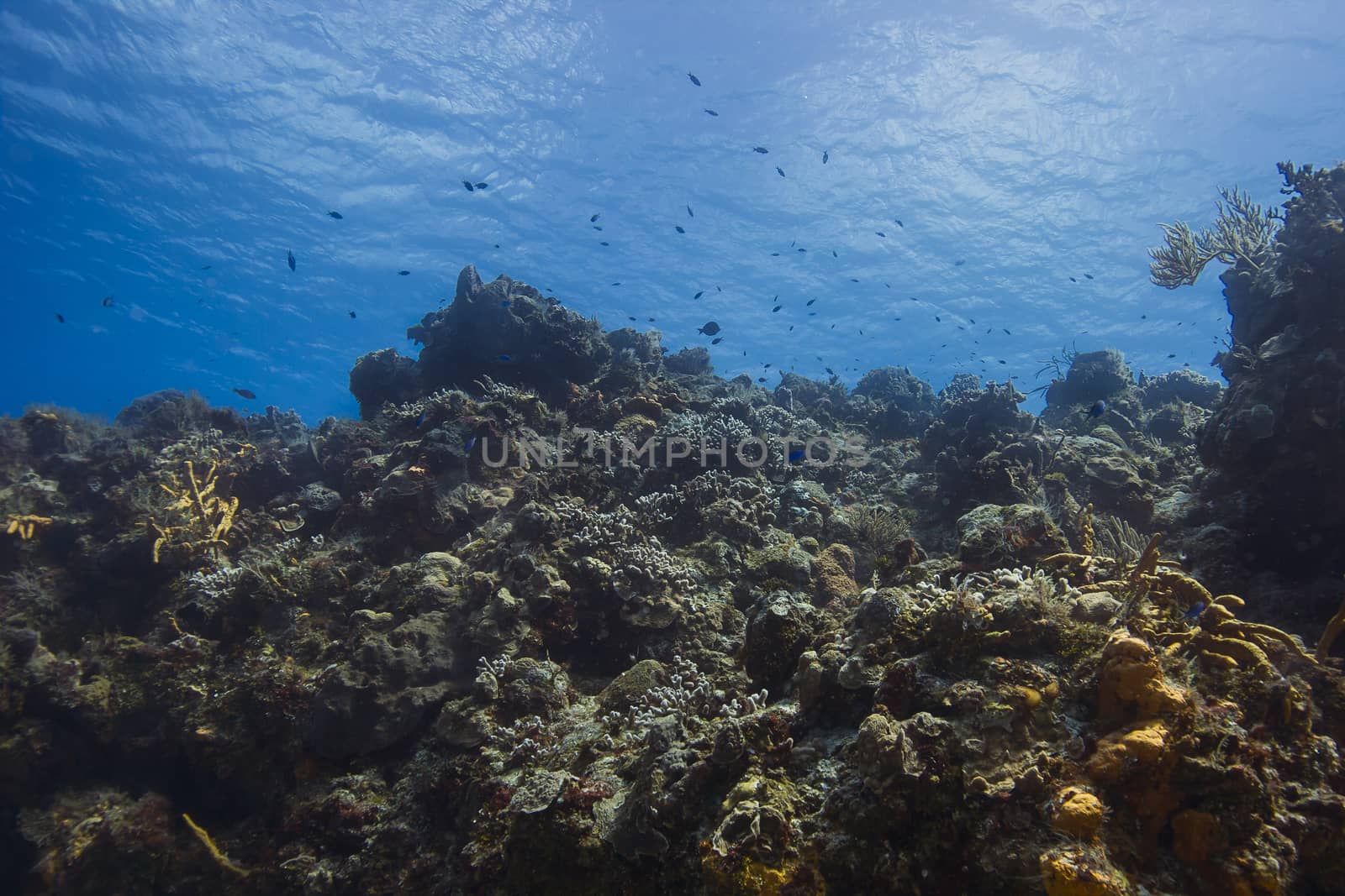 large reef near the surface, filled with fish and coral