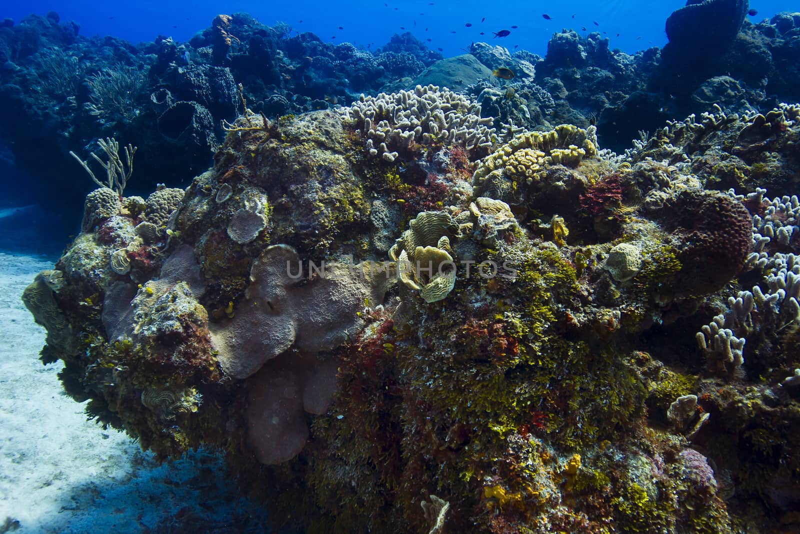 Large piece of a coral reef filled with life and color