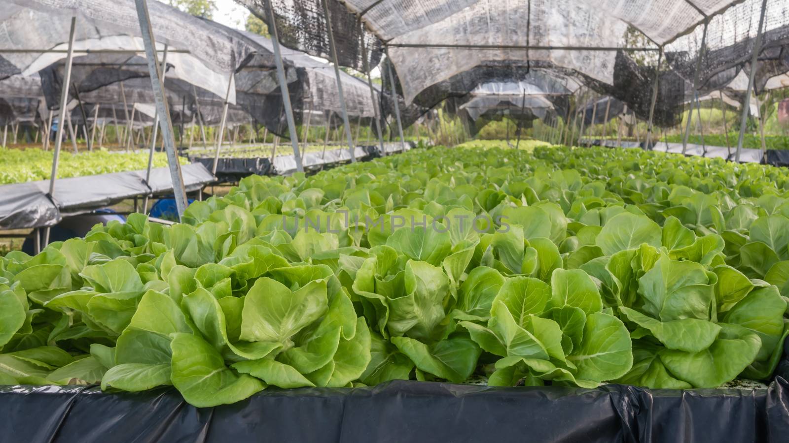 Hydroponic butterhead lettuce growing in cultivation farm