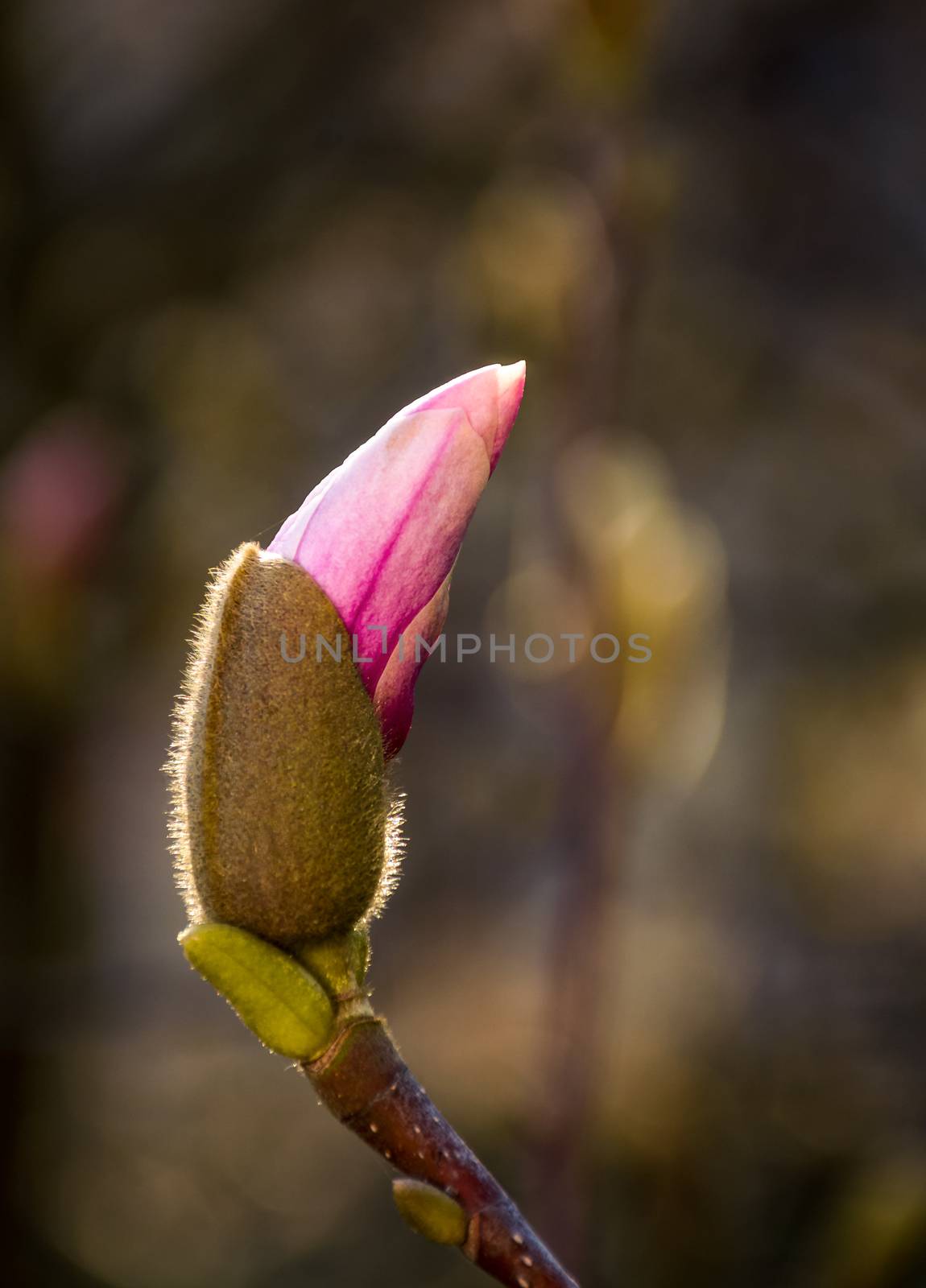 Magenta Magnolia flower opening in springtime by Pellinni