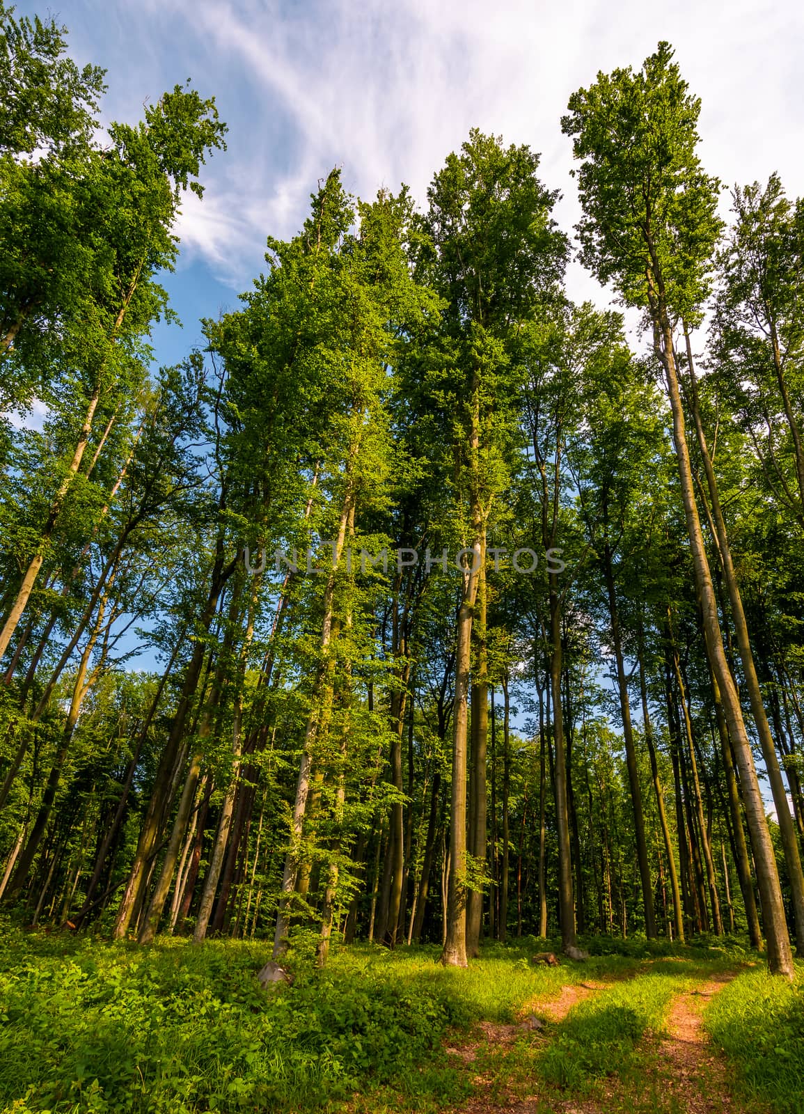 forest road among tall trees with green foliage by Pellinni