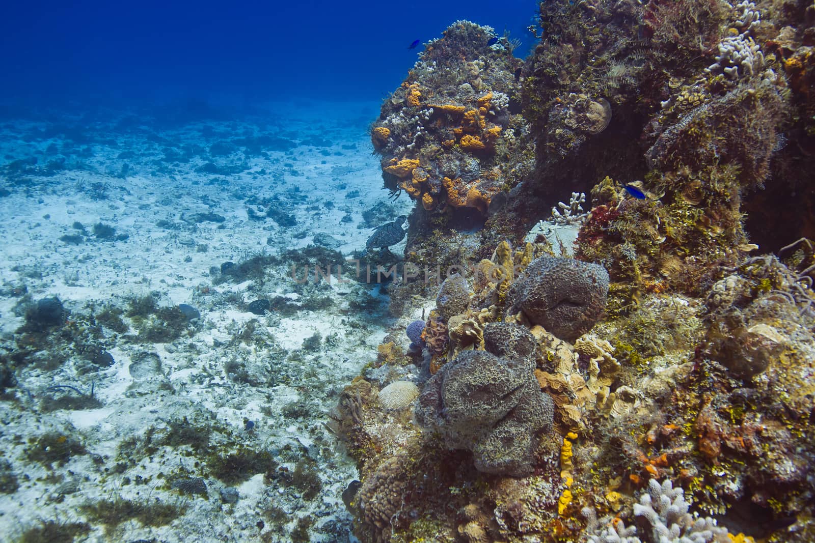 sea turtle swiming aways in a coral reef
