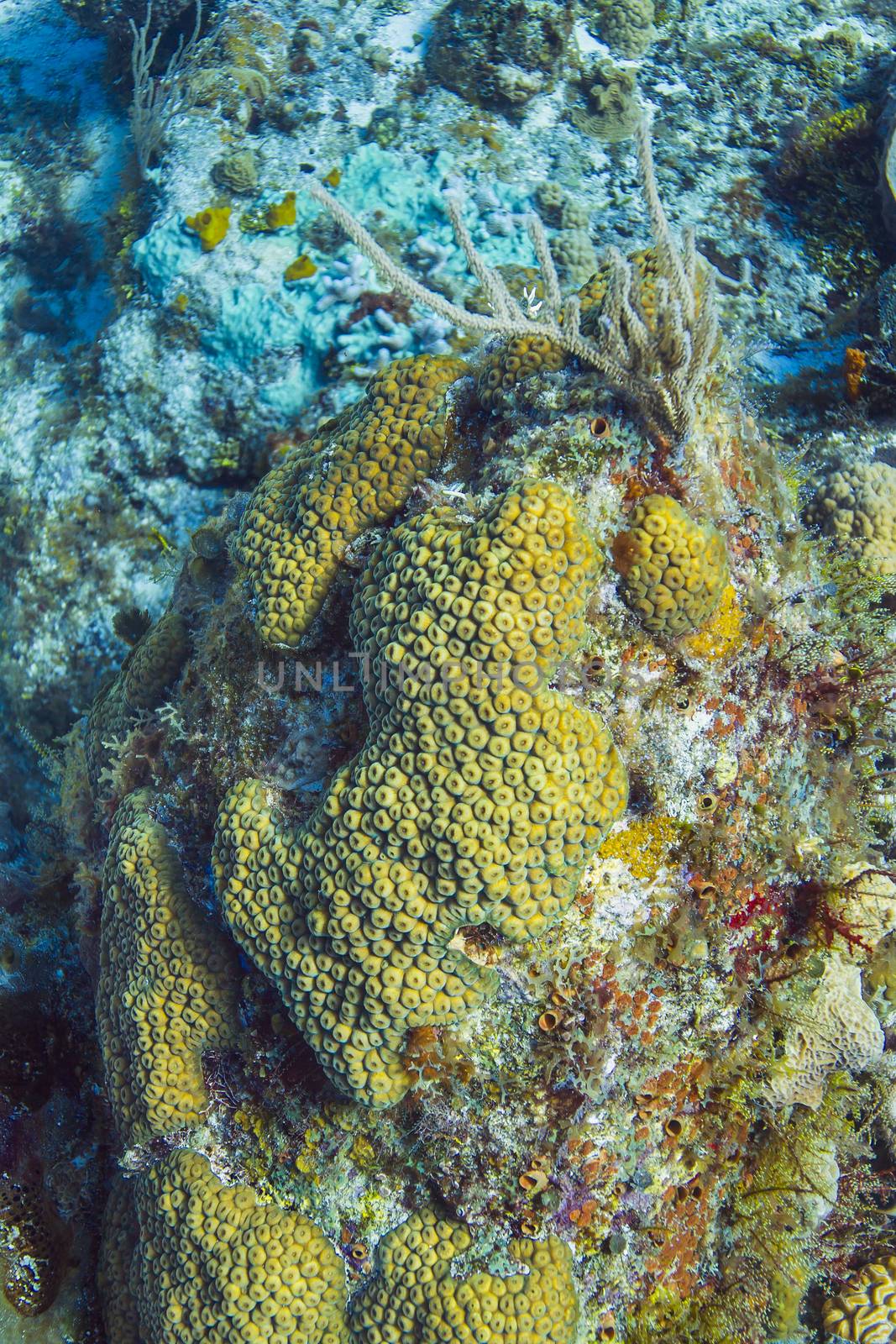 Coral encrusting sponge by mypstudio