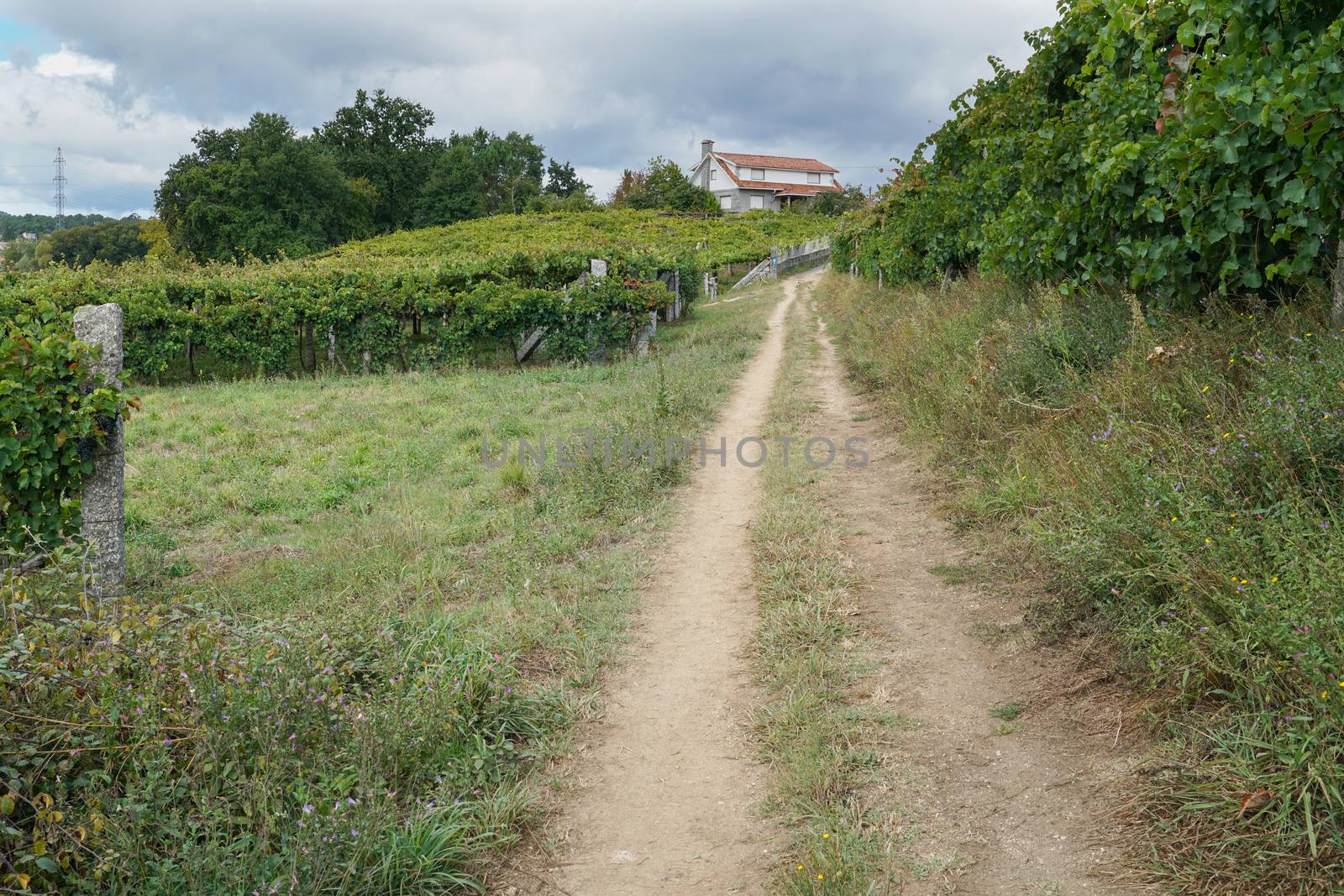 Pilgrim trail between Pontevedra and Caldas de Reis on the Camino de Santiago trail, Galicia, Spain