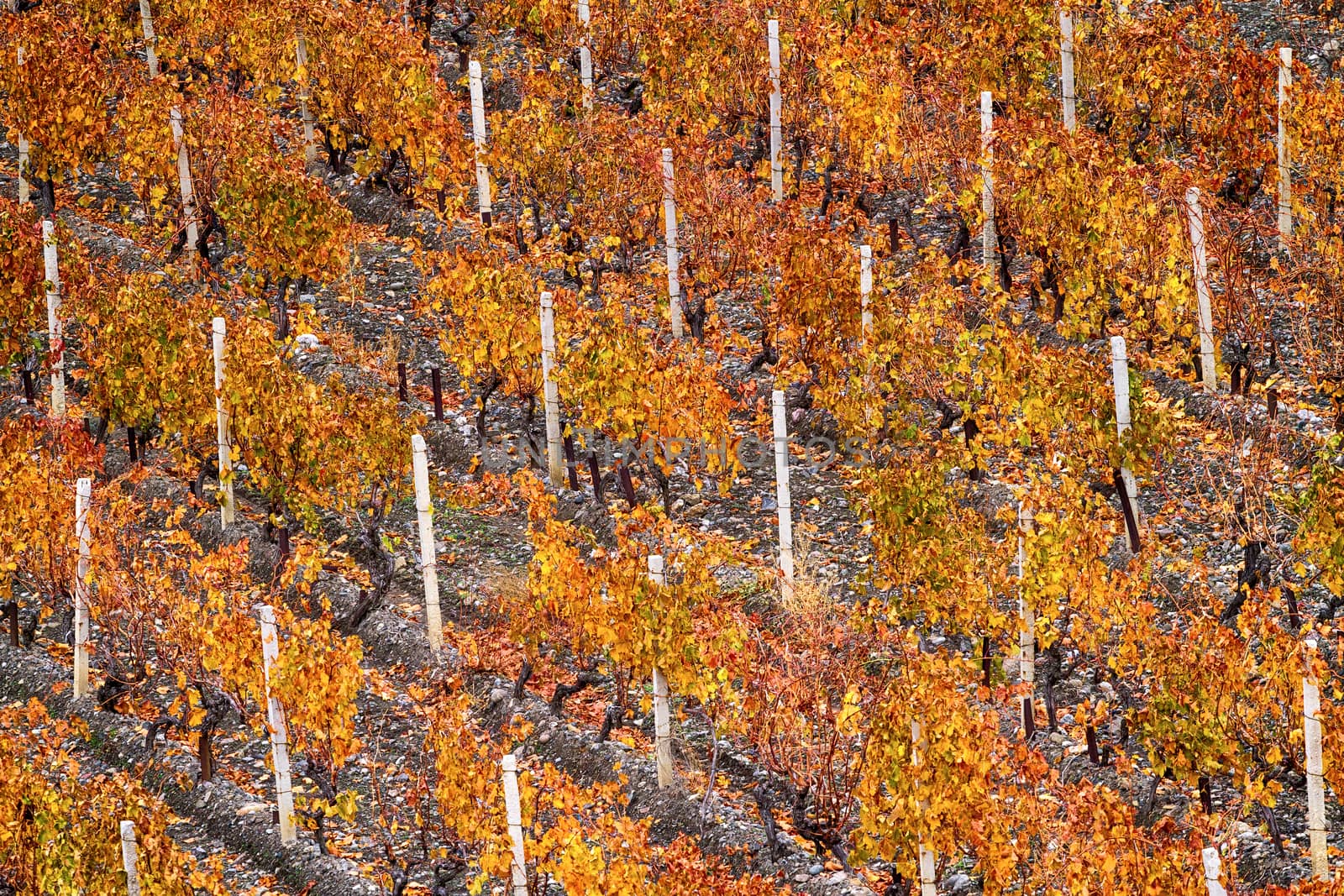 Rows of vineyard sunny autumn day. Close-up.