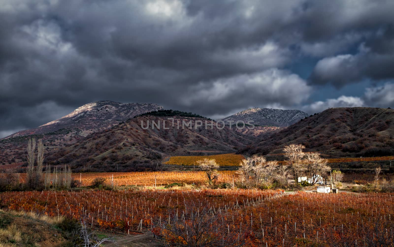 Vineyards. Autumn valley against the background of mountains and sky