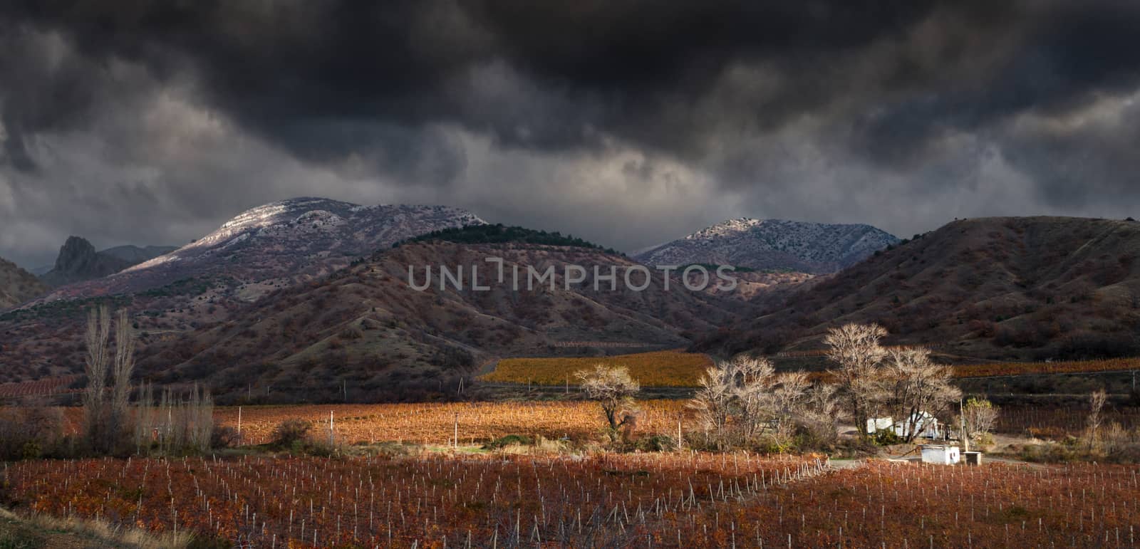 Vineyards. The Autumn Valley by fogen