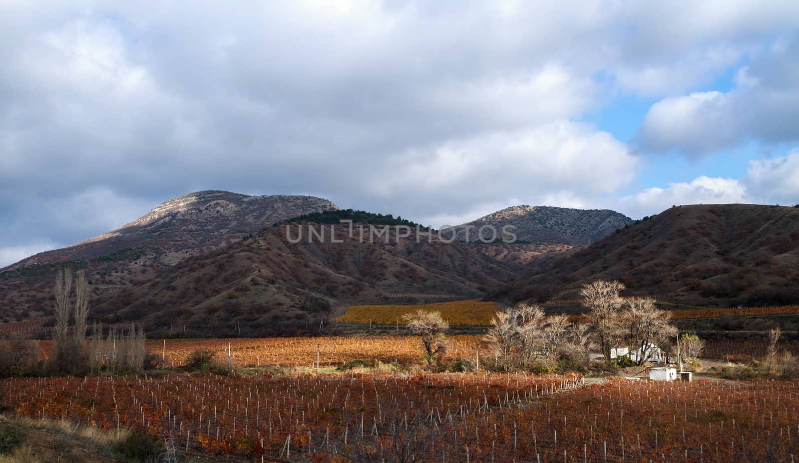 Vineyards. The Autumn Valley by fogen