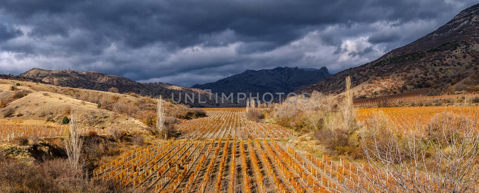 Vineyard on a background of mountains and sky