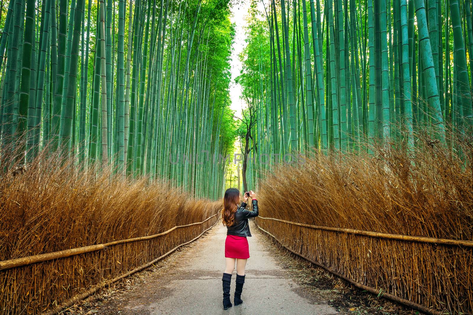 Woman take a photo at Bamboo Forest in Kyoto, Japan. by gutarphotoghaphy