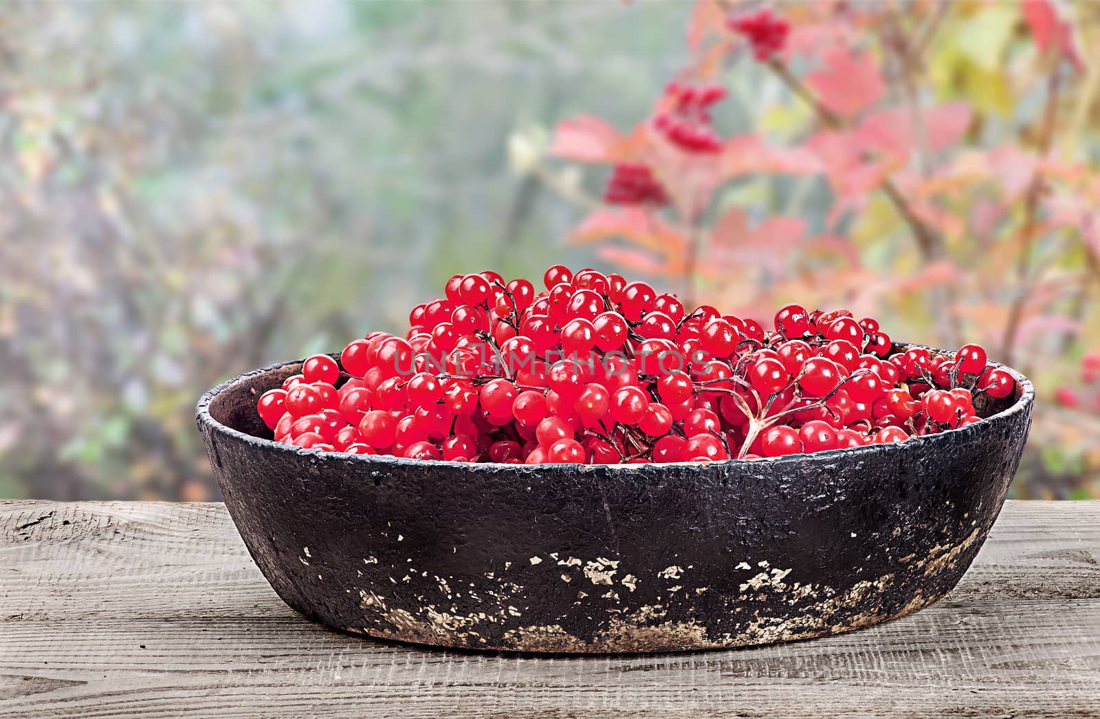 Viburnum in a pan on wooden table with blurry background