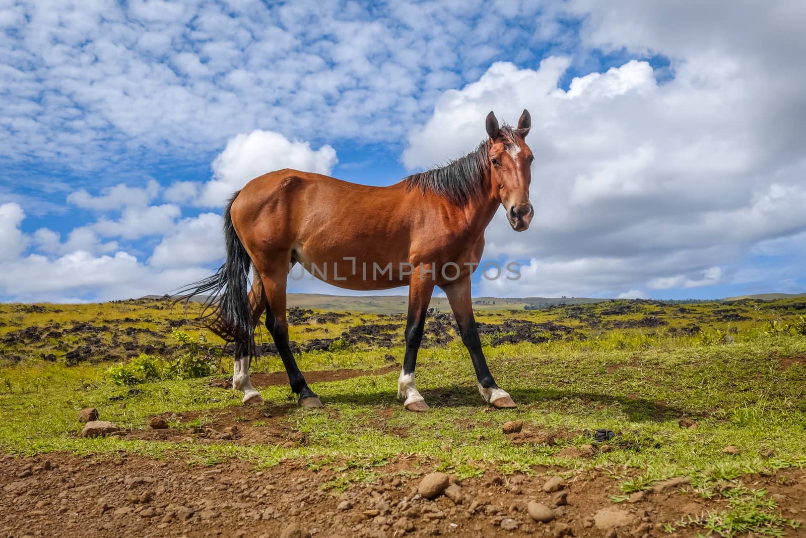 Horse in easter island field, pacific ocean, Chile