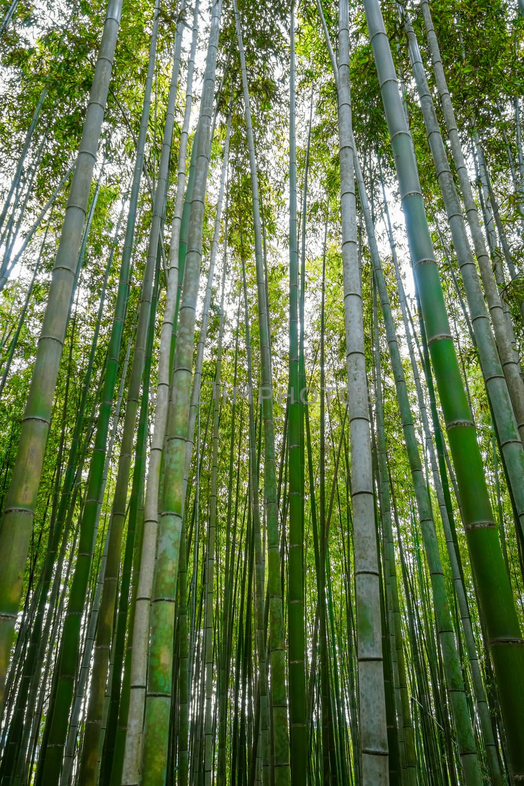 Arashiyama bamboo forest in Sagano, Kyoto, Japan