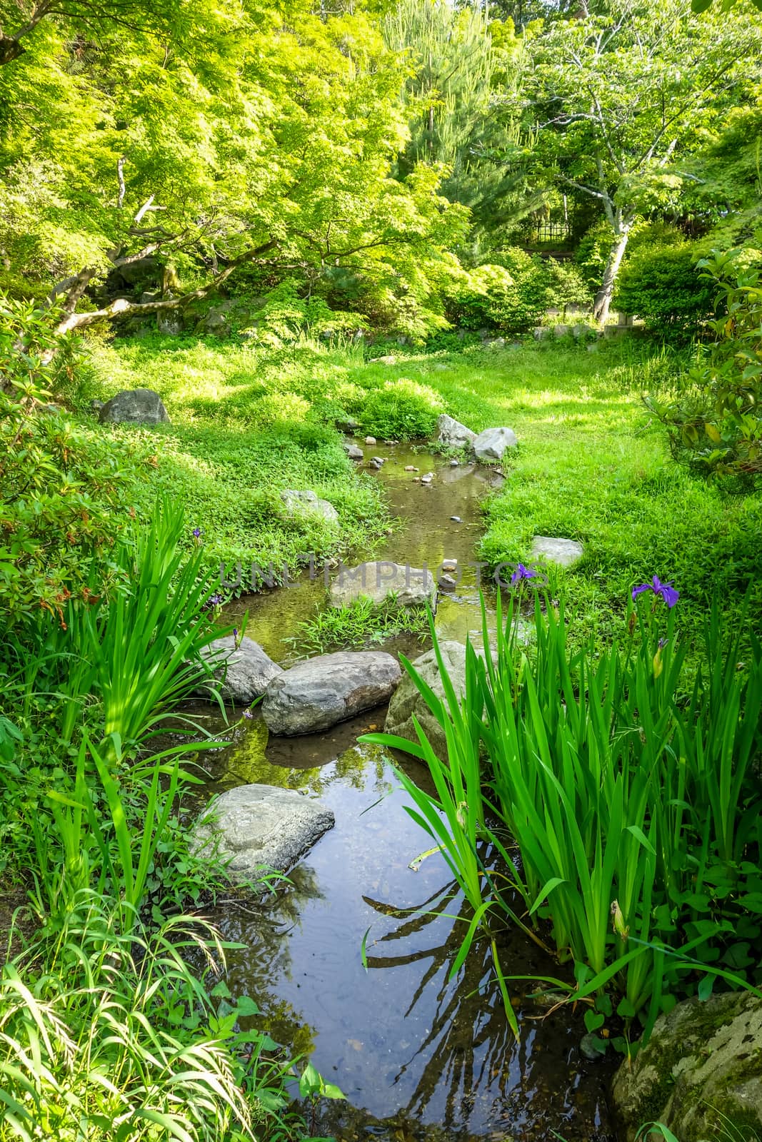 Maruyama japanese garden in Kyoto, Japan