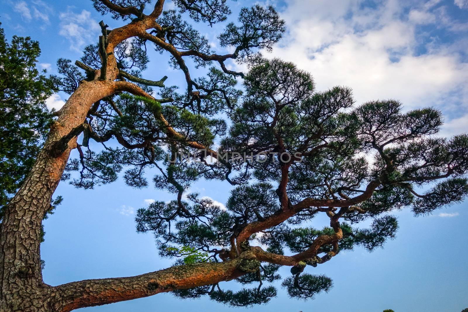 japanese black pine, pinus thunbergii, on a blue sky, Nikko, Japan