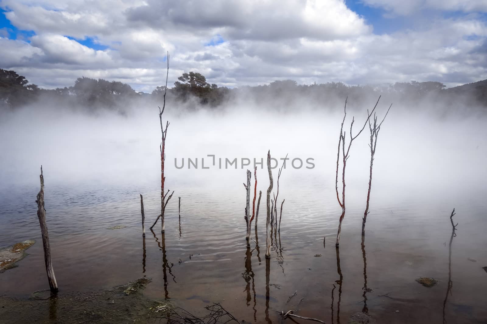 Misty lake and forest in Rotorua volcanic area, New Zealand