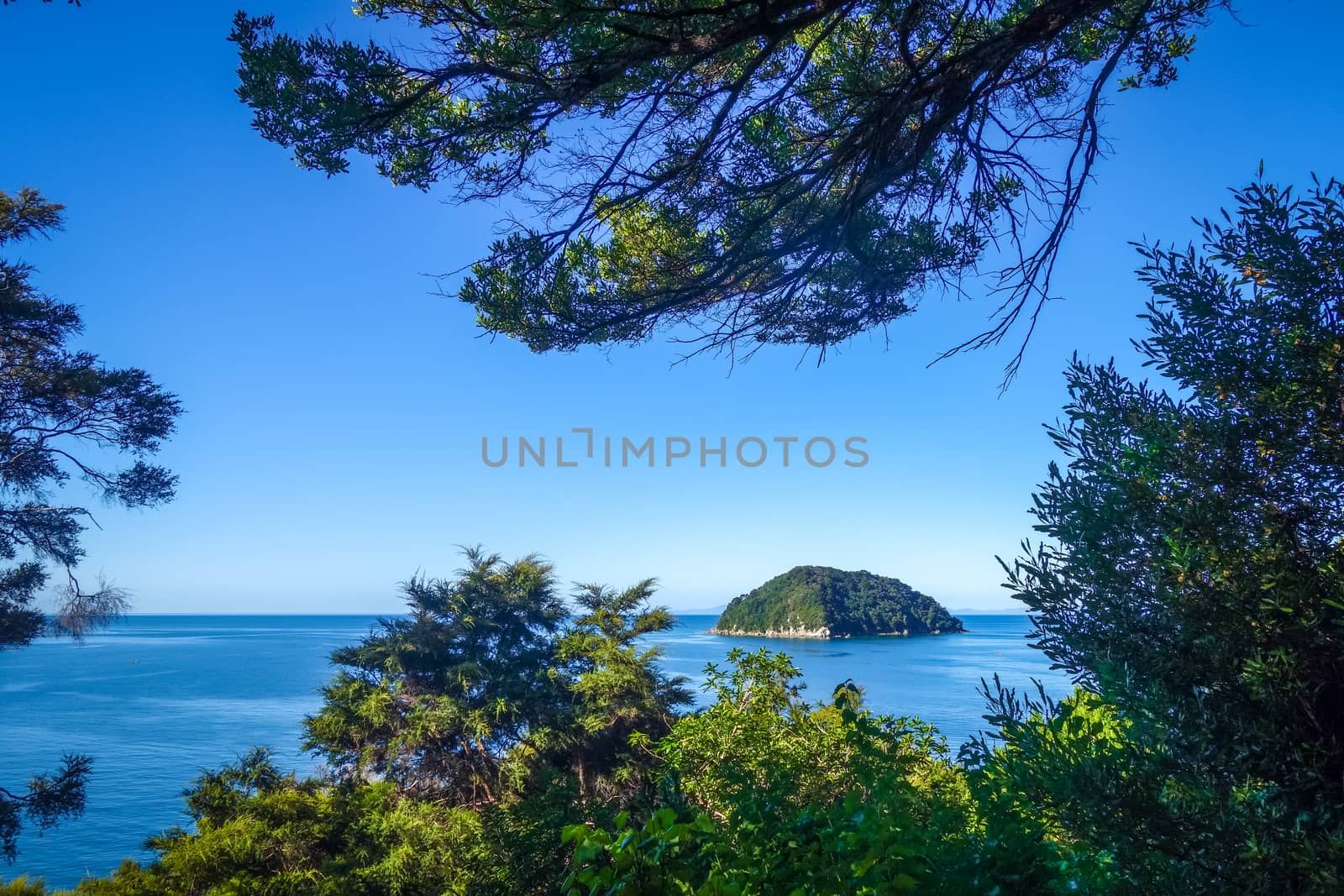 Track view in Abel Tasman National Park, New Zealand by daboost