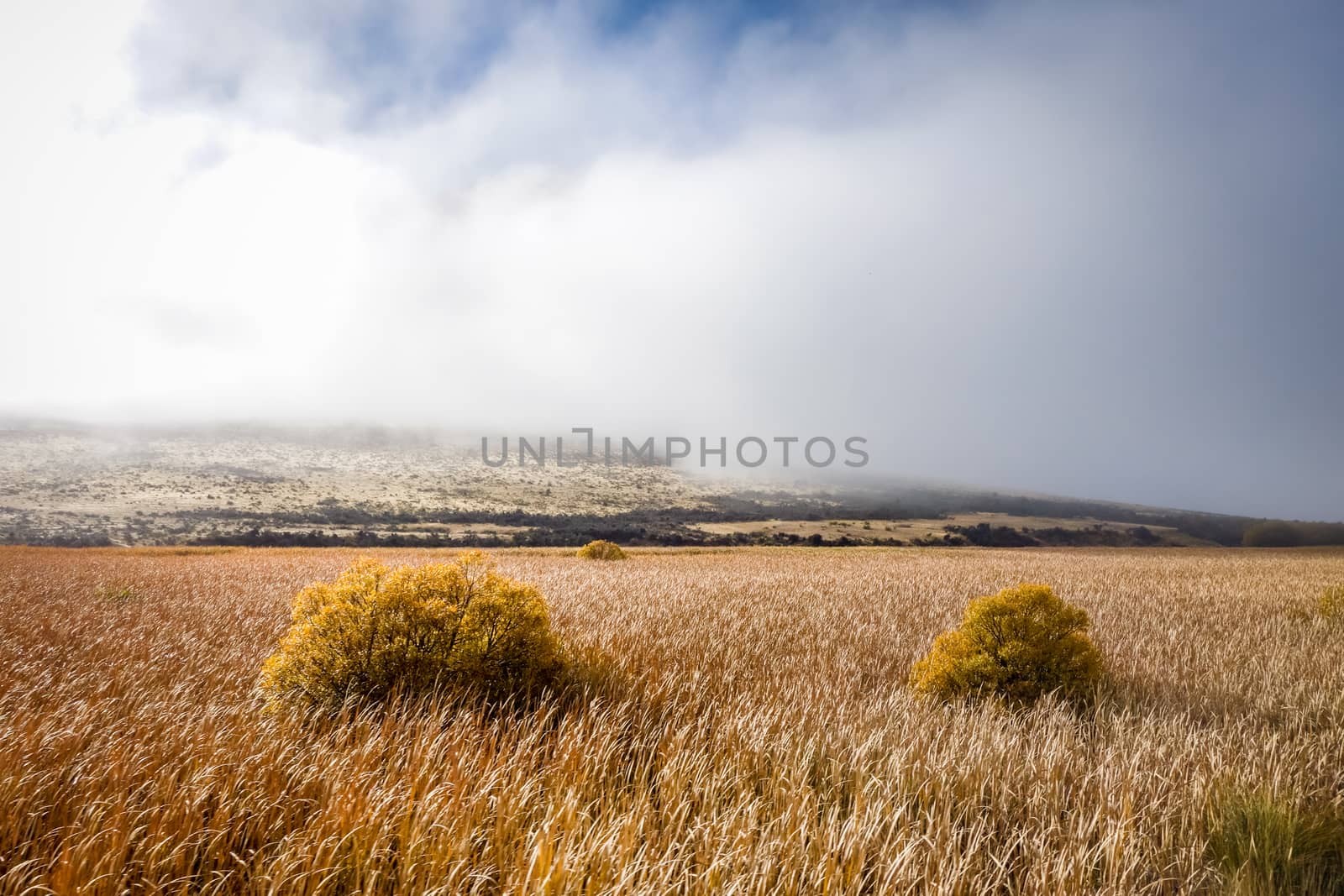 Mountain fields landscape in New Zealand by daboost