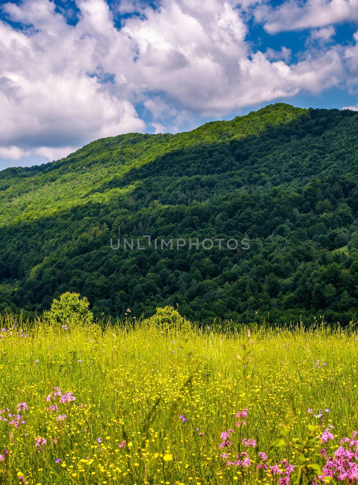 grassy pasture with wild flowers in mountains. beautiful summer scenery on a fine weather day